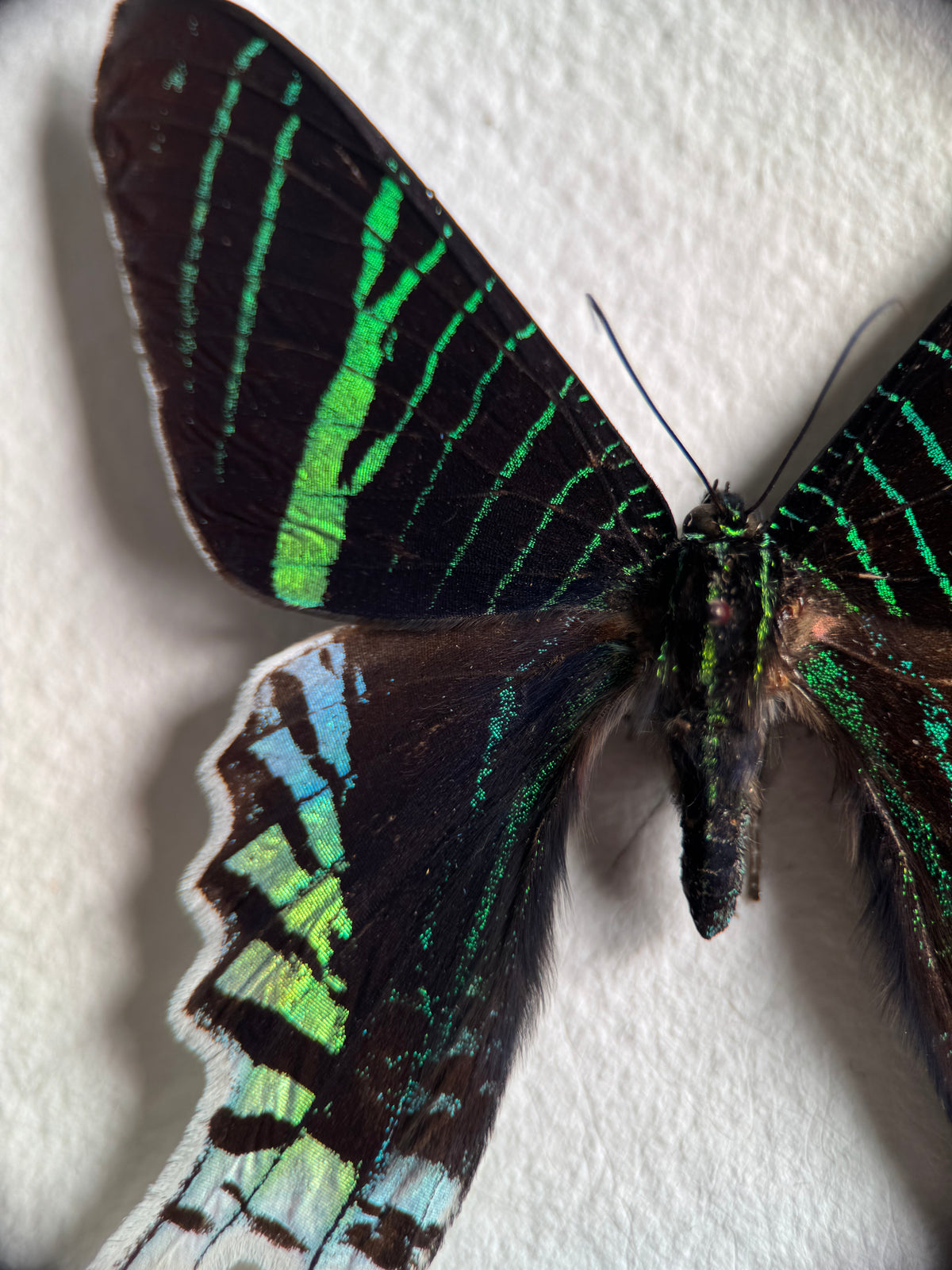Ura Insect Insects & Curiosities – ura atelier