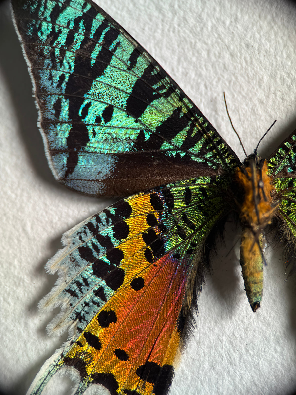 Ura Insect Insects & Curiosities – ura atelier
